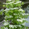 Kilimandjaro*Omnia Garden Clearance