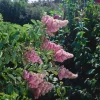 Klasespirea 50-80 cm*Omnia Garden Best