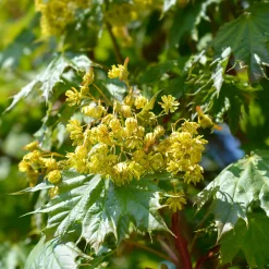Klotlönn, Grönt Lövverk & Gul Blomning, 8-10cm*Omnia Garden Best
