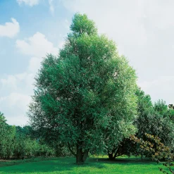 Klotpil, Grönt Lövverk, Lättodlad & Lättskött, 150-200 cm*Omnia Garden Discount