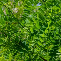 Klotrobinia*Omnia Garden