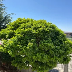Klotrobinia*Omnia Garden