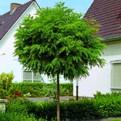 Klotrobinia*Omnia Garden