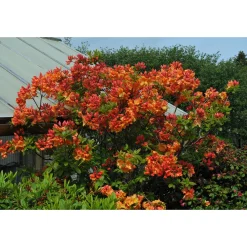 Knaphill Gibraltar 30-40 cm*Omnia Garden Discount