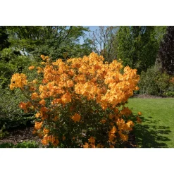Knaphill Klondyke 30-40 cm*Omnia Garden