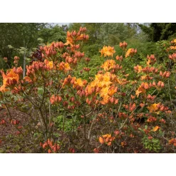 Knaphill Klondyke 30-40 cm*Omnia Garden
