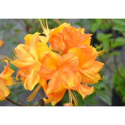 Knaphill Klondyke 30-40 cm*Omnia Garden