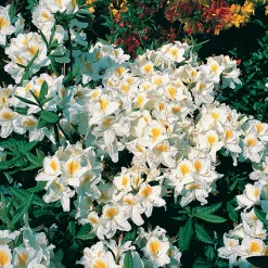 Knaphill Persil 30-40 cm*Omnia Garden Best