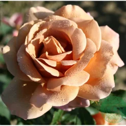 Koko Loko*Omnia Garden Sale
