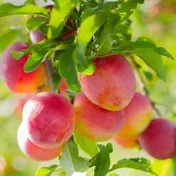 Komet Kubanskaja Kometa E*Omnia Garden Discount