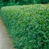 Krukodlade*Omnia Garden Clearance