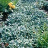 Lammöron Silver Carpet*Omnia Garden Discount