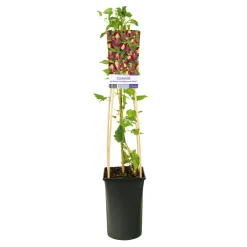 Landsdowne Gem 40-60 cm*Omnia Garden Sale