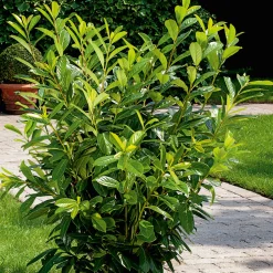 Ölandstok 30-50cm Krukodlade*Omnia Garden Hot