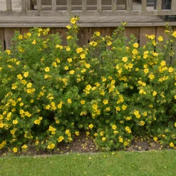 Ölandstok 30-50cm Krukodlade*Omnia Garden Hot