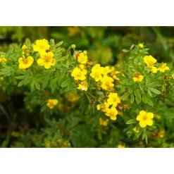 Ölandstok 30-50cm Krukodlade*Omnia Garden Hot