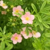Ölandstok Rosa*Omnia Garden Hot