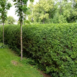 Liguster 30-50cm Krukodlade*Omnia Garden Online