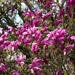 Liljemagnolia Nigra 60-80 cm*Omnia Garden Online
