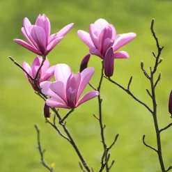 Liljemagnolia Nigra 60-80 cm*Omnia Garden Online