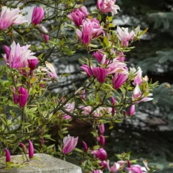 Liljemagnolia Nigra 60-80 cm*Omnia Garden Online