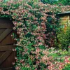 Lonicera Periclymenum "Serotina" 40-60 cm*Omnia Garden Best