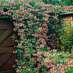 Lonicera Periclymenum "Serotina" 40-60 cm*Omnia Garden Best
