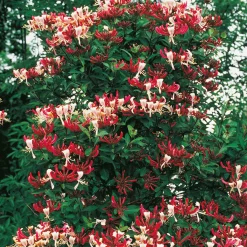 Lonicera Periclymenum "Serotina" 40-60 cm*Omnia Garden Best