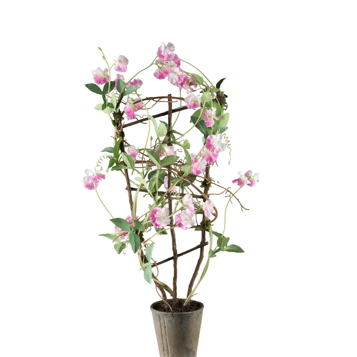 Luktärt*Mr Plant Best