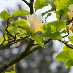 Magnolia Sunsation 60-80 cm*Omnia Garden Discount