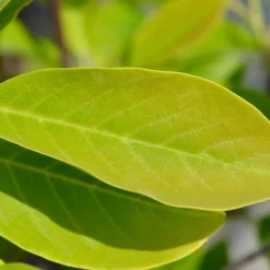 Magnolia Sunsation 60-80 cm*Omnia Garden Discount