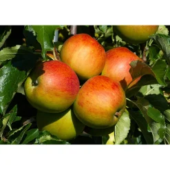 Malus Domestica Höstdessert E*Omnia Garden Best