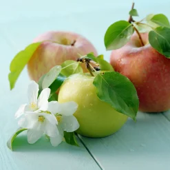 Malus domestica inkl Uppbindningskit*Omnia Garden Best