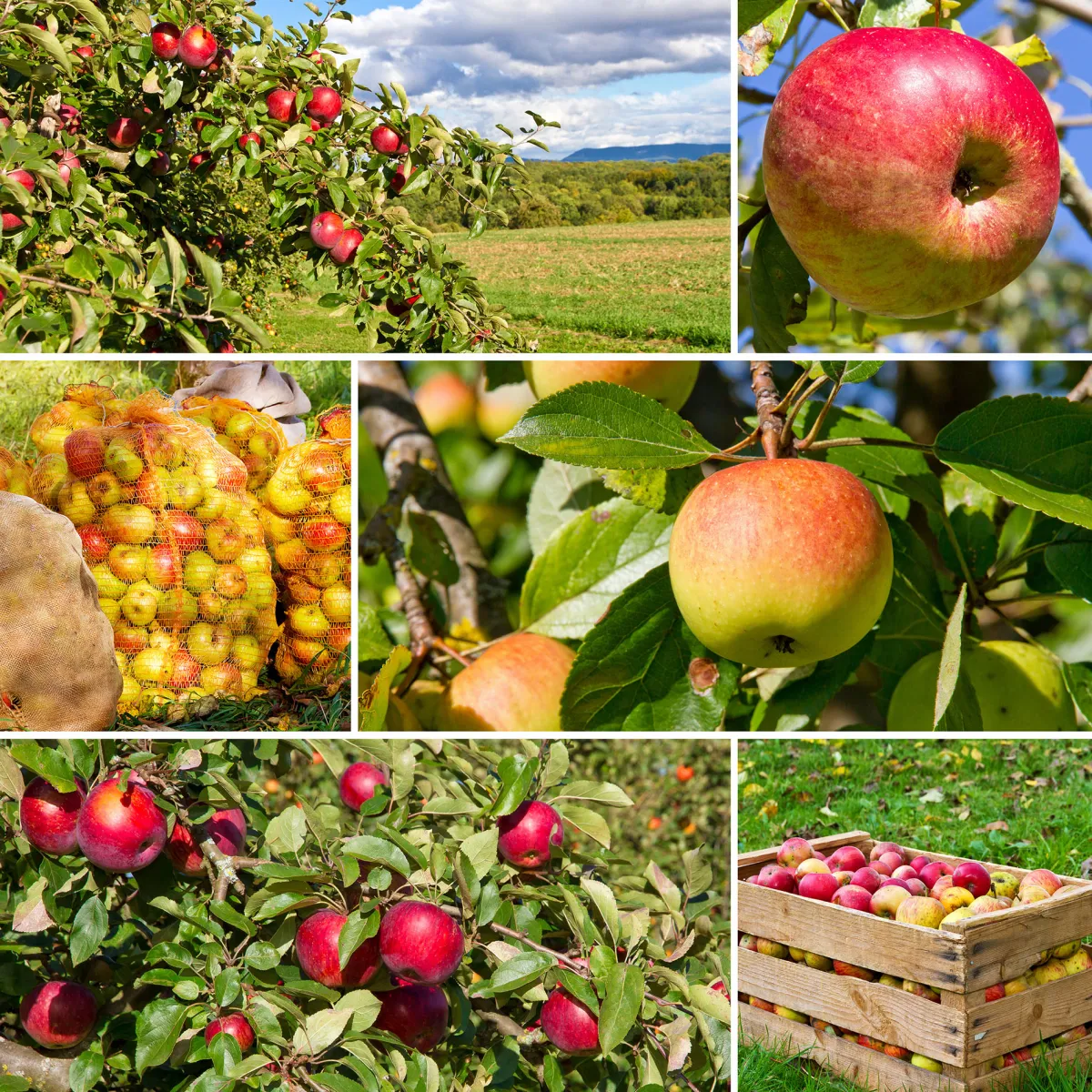 Malus domestica inkl Uppbindningskit*Omnia Garden Best