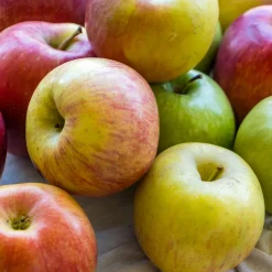 Malus domestica inkl Uppbindningskit*Omnia Garden Best