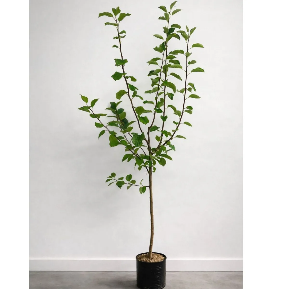 Malus domestica inkl Uppbindningskit*Omnia Garden Best