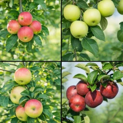 Malus domestica inkl Uppbindningskit*Omnia Garden Best