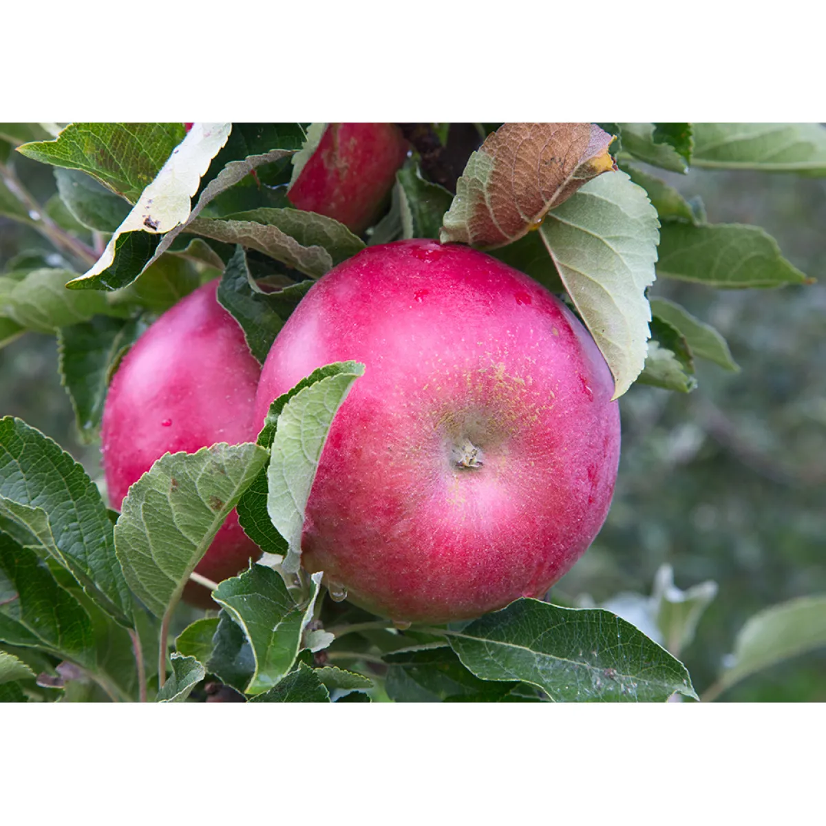 Malus Domestica Mio E*Omnia Garden Best