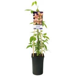Marjorie 40-60 cm*Omnia Garden Sale