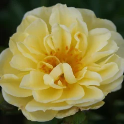 Marktäckande Golden Cover*Omnia Garden Hot