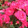 Marktäckande Red Fairy Rosa*Omnia Garden Outlet