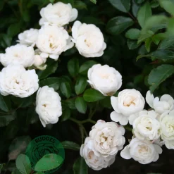 Marktäckande White Fairy*Omnia Garden New