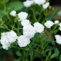 Marktäckande White Fairy*Omnia Garden New