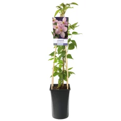 Mayleen 40-60 cm*Omnia Garden Online