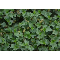 Måbär 20-40cm Krukodlade*Omnia Garden Online