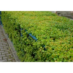Måbär 20-40cm Krukodlade*Omnia Garden Online