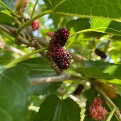 Mullbär Morus Mojo Berry Matsunaga*Omnia Garden Clearance