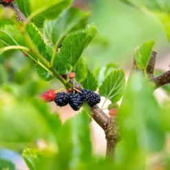 Mullbär Morus Mojo Berry Matsunaga*Omnia Garden Clearance