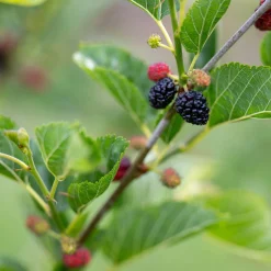 Mullbär Morus Mojo Berry Matsunaga*Omnia Garden Clearance