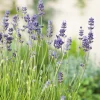 Munstead Liten Kruka*Omnia Garden Hot